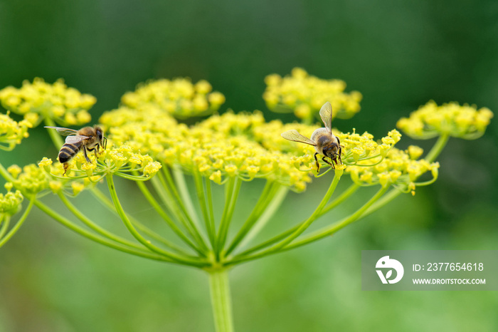 Close up of honey bees Apis mellifera collecting nectar and pollen on parsnip Pastinaca sativa flowe