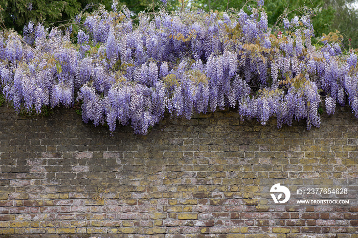 Beautiful colour of a wisteria in full bloom