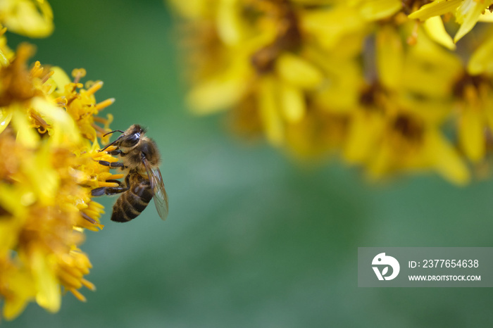 bee on yellow flower