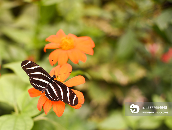 Gorgeous Spread Out Wings of a Zebra Butterfly with copy space