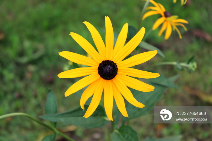 Black-eyed Susan or Rudbeckia hirta or Brown-eyed Susan or Brown betty or Gloriosa daisy or Golden Jerusalem or English bulls eye or Poor-land daisy or Yellow daisy or Yellow ox-eye daisy annual flowe