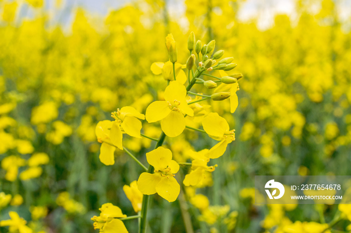 Canola field. Rapeseed plant, colza rapeseed for green energy. Yellow rape flower for healthy food oil on field. Springtime golden flowering.