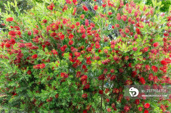 Bottlebrush plant (Callistemon) red flowers - Davie, Florida, USA
