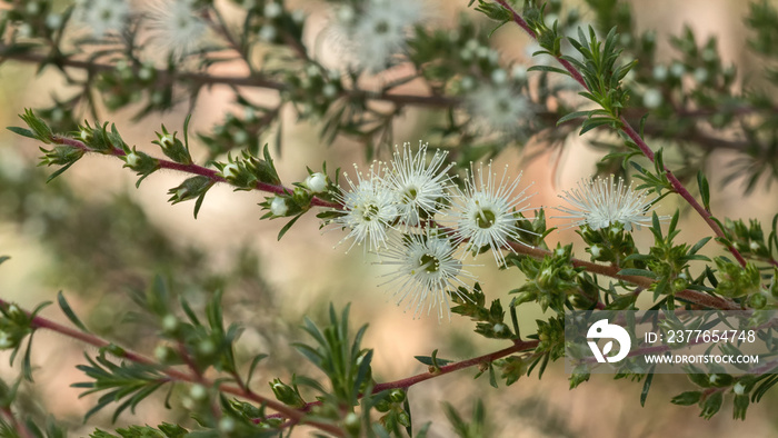 Close-up of Tick Bush (Kunzea ambigua) - name derived from being used by bush men as an insect repellent; found in coastal NSW