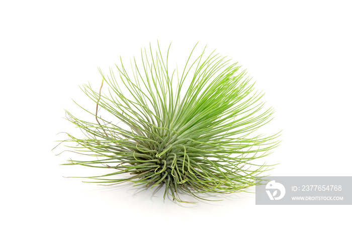 Tillandsia isolated on white background.Tillandsia are careless and low maintenance ornamental plants that required no soil, only plenty of water, sunlight and good airflow. Fresh green Tillandsia.