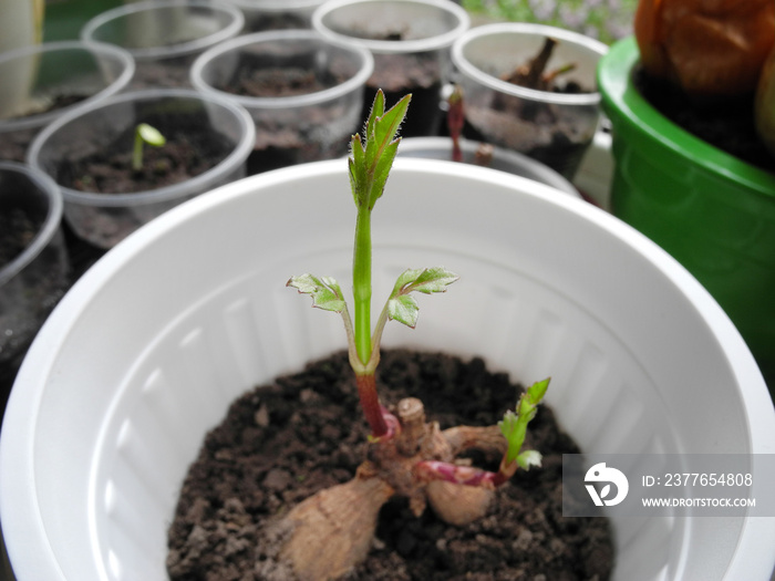 Germination of dahlia tuber in flower pot with soil after winter storing on background of containers with other seedlings. Plant root with two sprouted buds with leaves. Flower propagation.