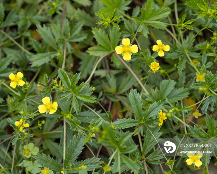 tormentil (Potentilla erecta) healing plant with leafs and yellow flowers and