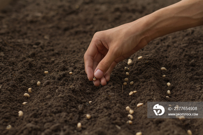 Home gardening expert, Hand drop some seeds of vegetable to health soil. sowing seed on prepared soil at backyard garden.