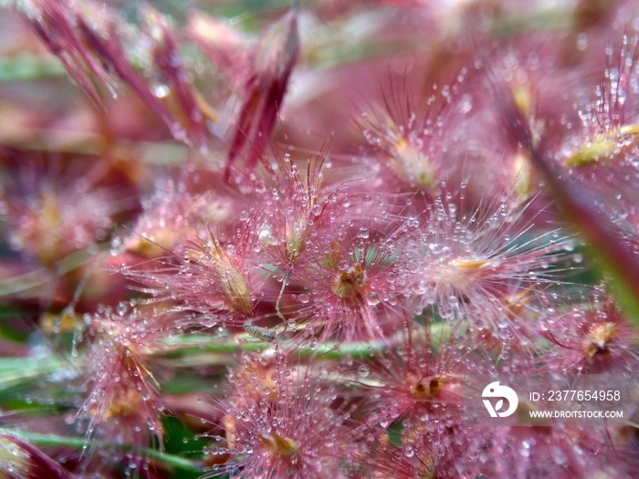 Imperata Cylindrica flower (also called cogon grass or kunai grass) with a natural grass. Indonesian call it as ilalang or alang-alang.