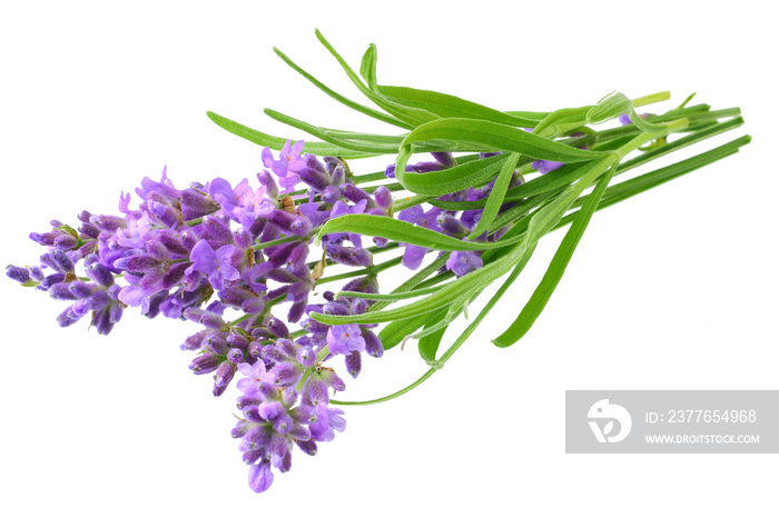 lavender flowers isolated on white background. bunch of lavender flowers.