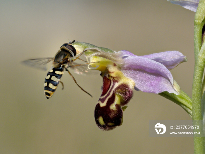 Bee Orchid & Hoverfly