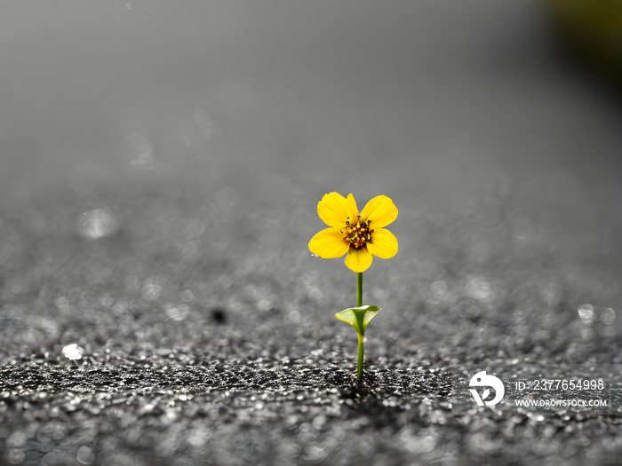 flower coming out of the asphalt