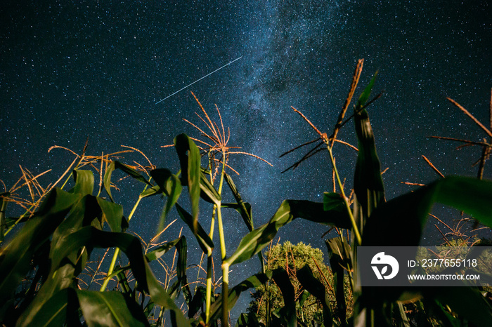 Bottom View Of Night Starry Sky With Milky Way From Green Maize