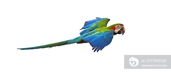 green macaw bird