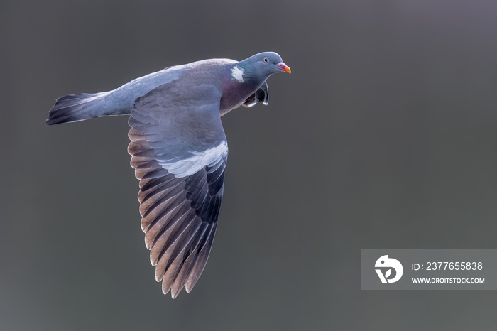 Wood pigeon