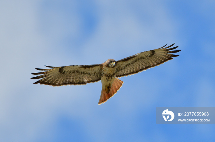 red tailed hawk (Buteo jamaicensis) soaring in blue sky while looking down