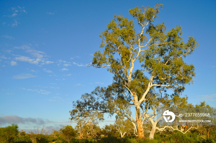 Majestic River gums at Ballinyoo Bridge