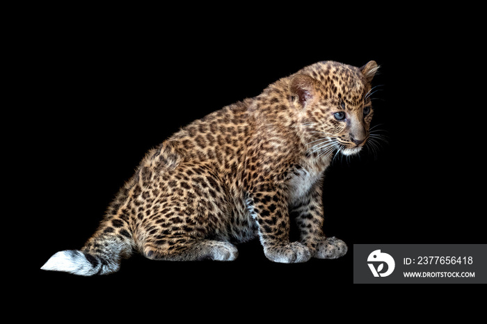 Leopard cub on a black background