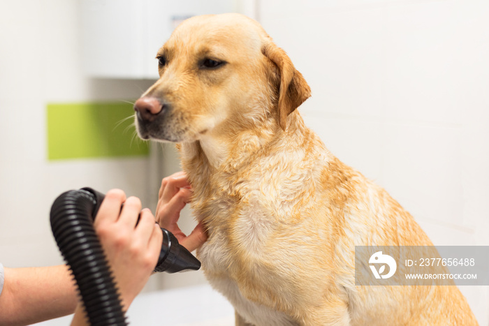 Pet groomer drying Labrador dog fur with a professional hair dryer