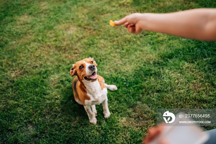 Happy dog waiting for a snack.