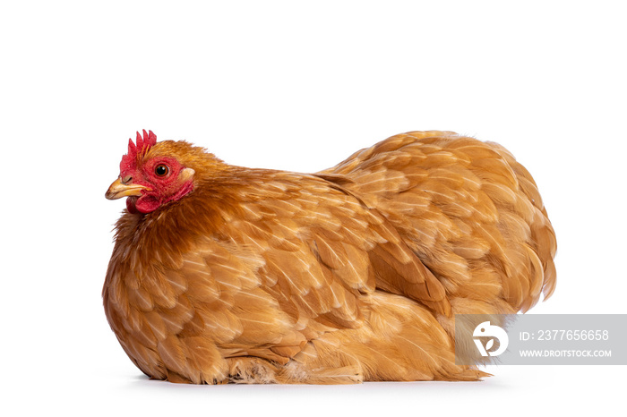 Young Buff Cochine chicken sitting side ways. Looking side ways. Isolated on a white background.