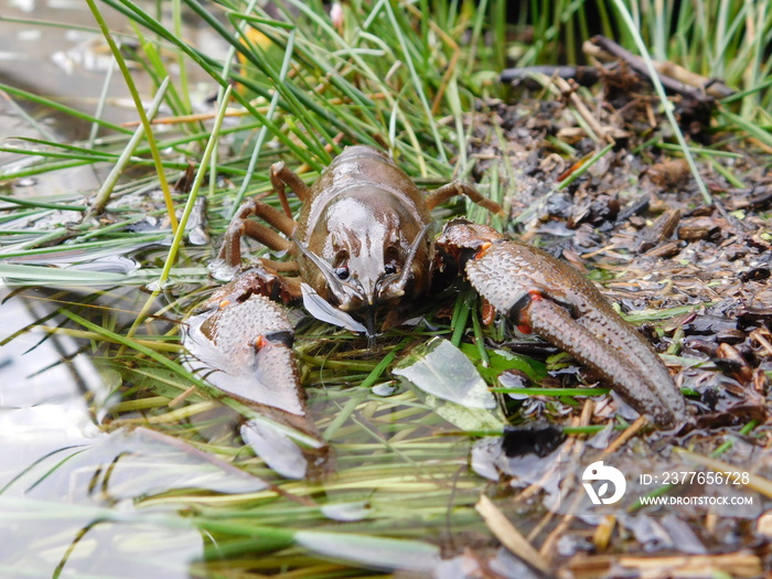 Astacus astacus, the European crayfish, noble crayfish, or broad-fingered crayfish is the most common species of crayfish in Europe traditional food source  fresh water, living unpolluted streams