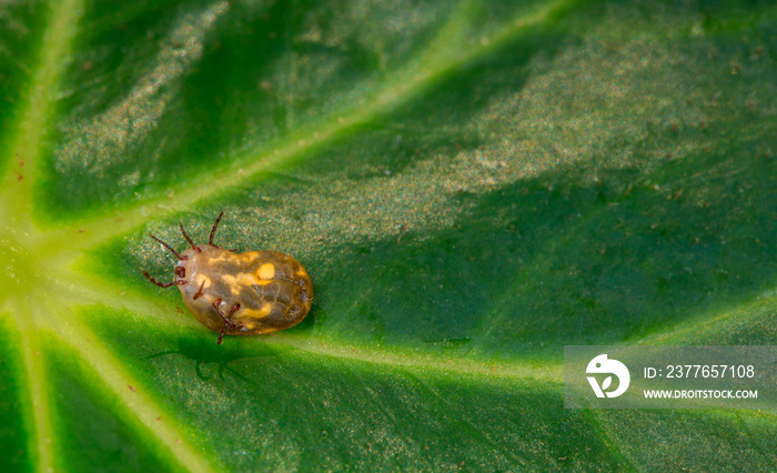 Mite insect sitting on a green plant, waiting for its prey. Tick-borne encephalitis epidemic. Season ticks in park areas and forests. Background from plants with copy space for text, long banner.