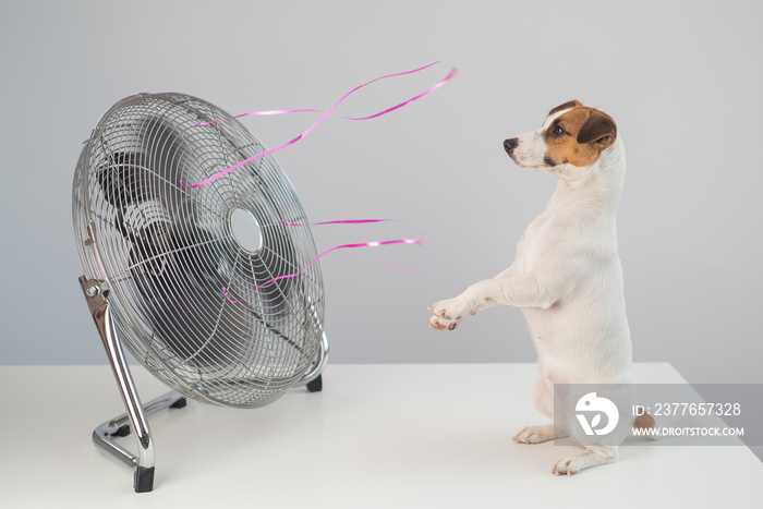 Jack russell terrier dog sits enjoying the cooling breeze from an electric fan on a white background.