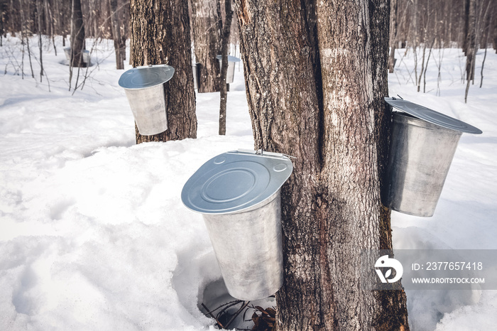 Maple syrup production season in Quebec