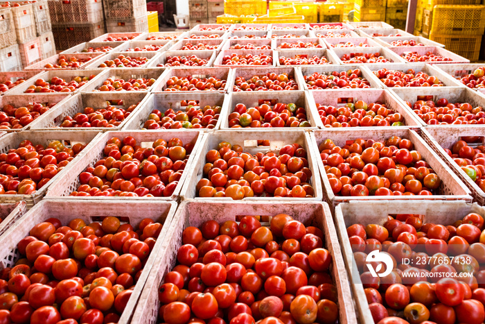 Tomato crates contain products for export to Asian markets.
