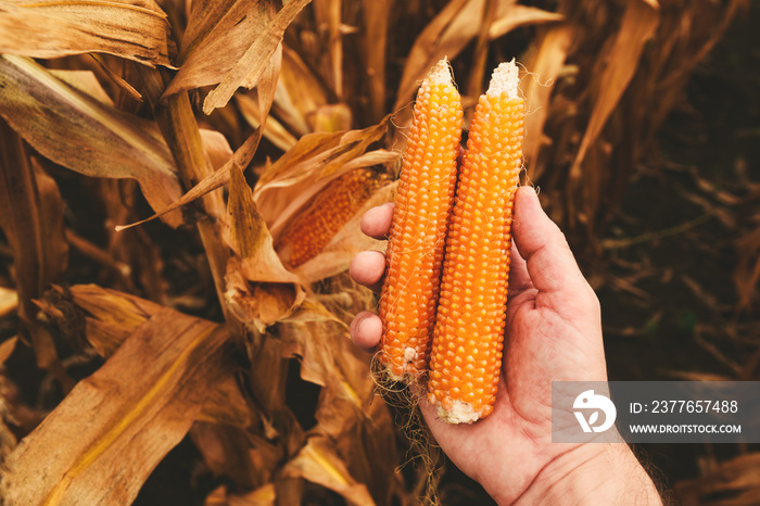 Farmer holding ripe popcorn cobs in hand