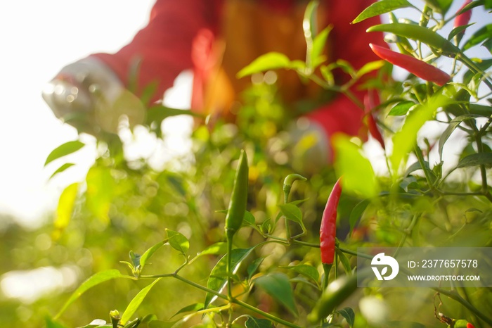 Red chili peppers in the harvest season in an agricultural chili farm.