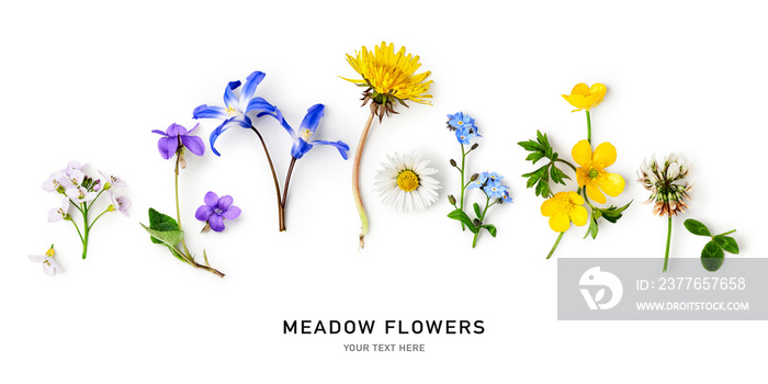 Meadow flowers border and creative layout.