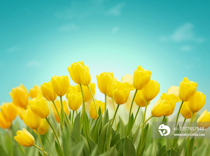 Beautiful Spring background with yellow tulips on blue sky. Concept of spring or summer