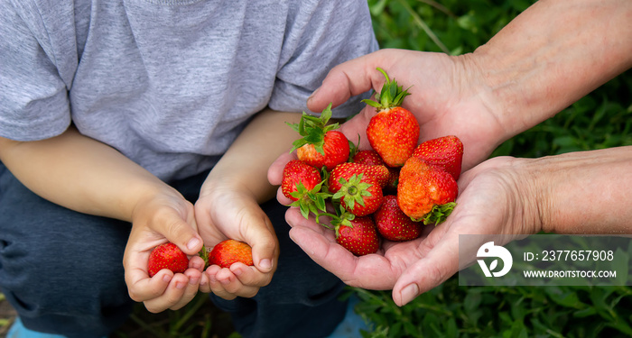 Fresh strawberries in the hands of a child. Selective focus.