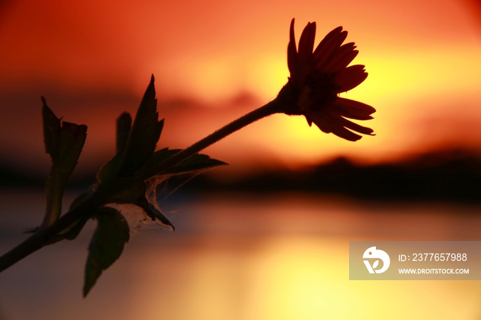 Closeup of Daffodil on Stem in Front of Sunset at Lake