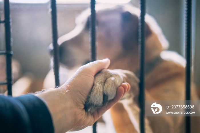 Close up of male hand holding homeless dog’s paw through the kennel lattice