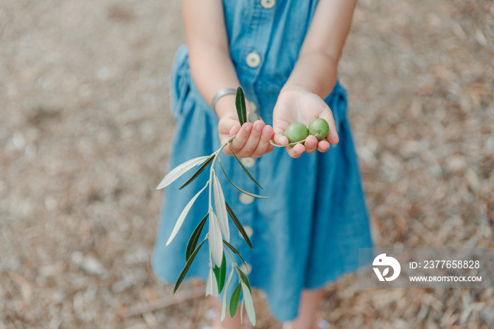 Pretty little  girl in an olive grove. Small child’s hand with olive. Olive grove harvesting