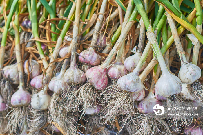 picking garlic on the field is treated with