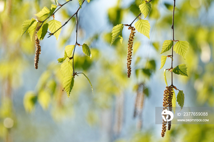 spring birch branches on blur background