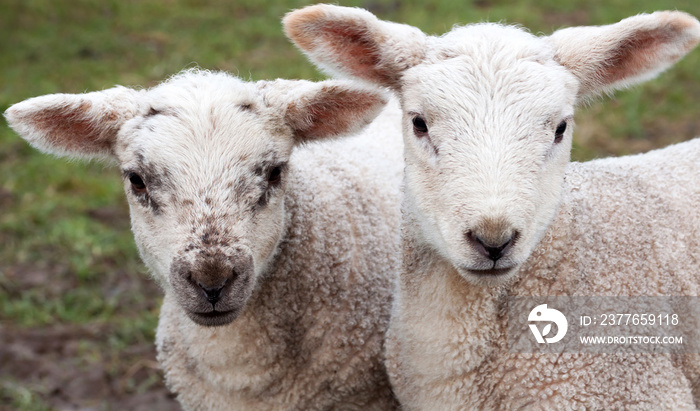 Portrait of young lamb