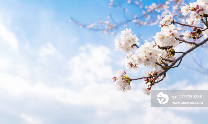 桜の花