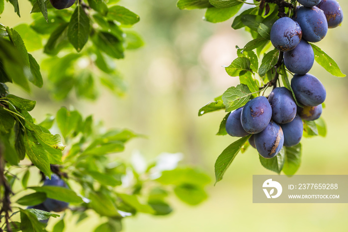 Fresh blue plums on a branch in garden