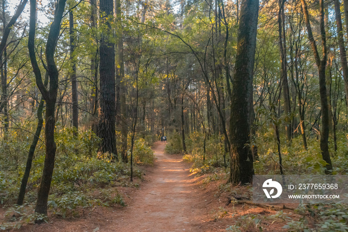 Path in the woods