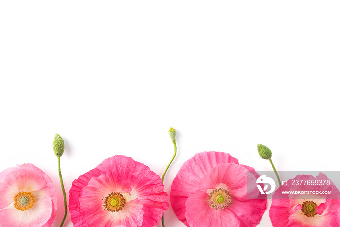 Flower composition. Pink poppy flowers isolated on white background. Top view. Floral pattern