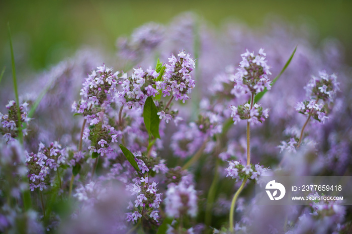 Wild thyme flowers on sunrise