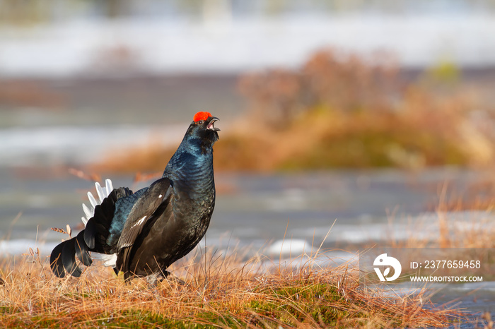 Gorgeous lekking male Black Grouse (Tetrao tetrix) early in the morning