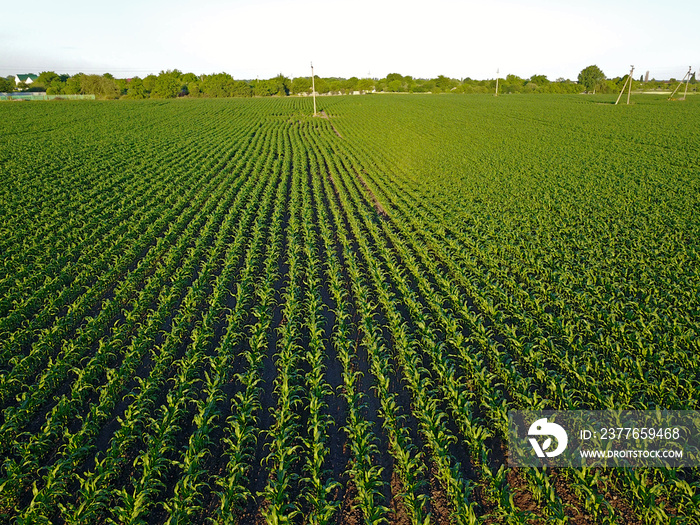 Aerial drone view. Green cornfield.