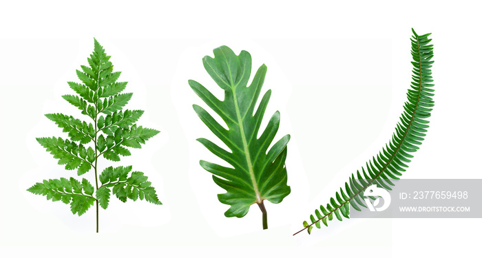 set of tropical fern leaf on white background for design elements, Flat lay