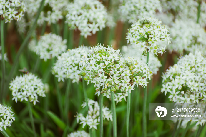 Flowering white Garlic chives in autumn